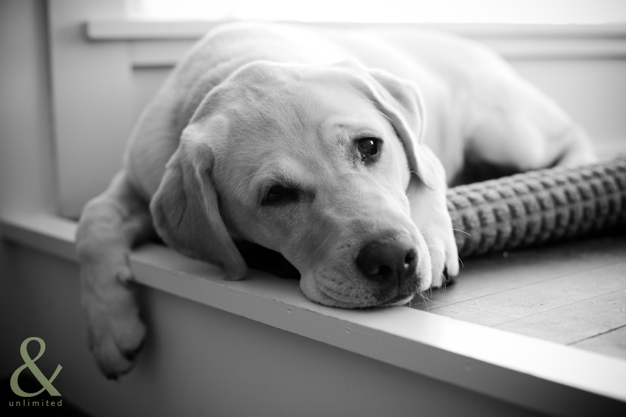 cute labrador dog photography