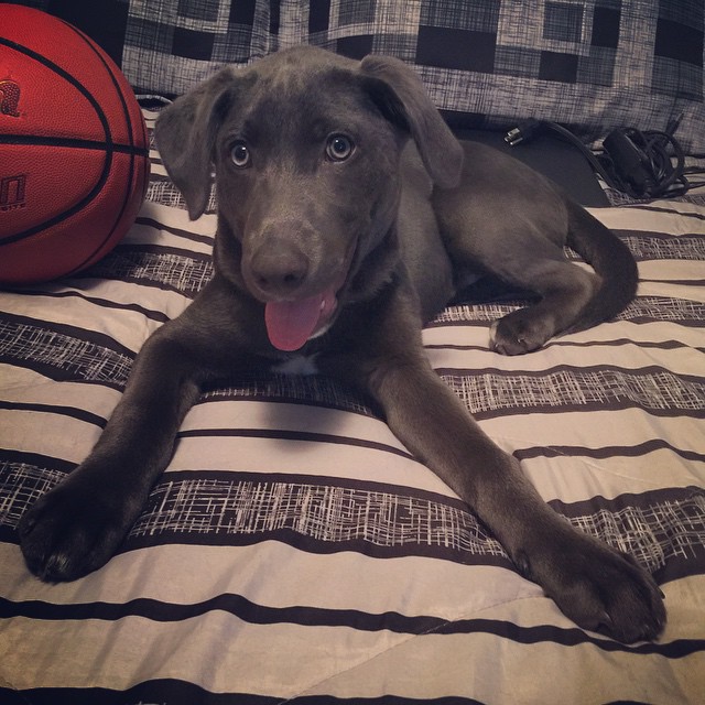 cute labrador puppy emotions