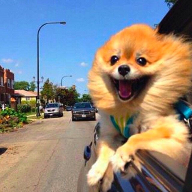 cute pomeranian pics dog