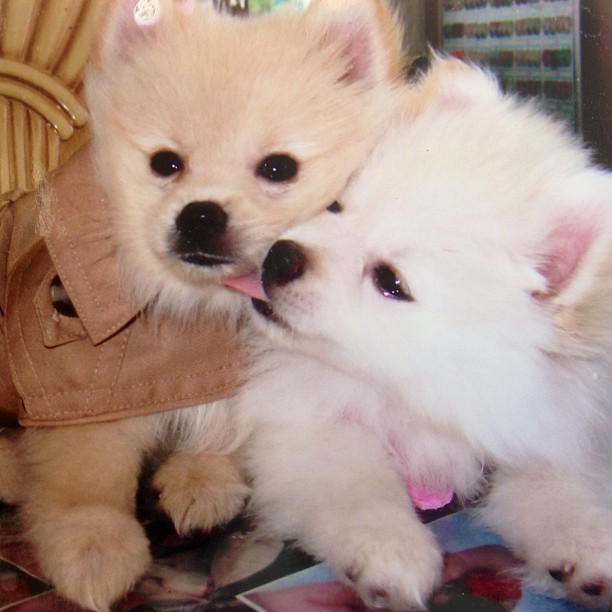 cute pomeranians dogs funny