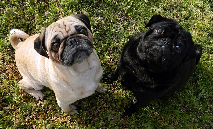 cute pugs photo