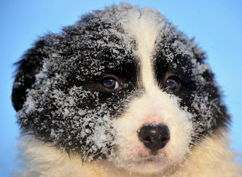 12 Things Only A Border Collie Owner Would Understand 1