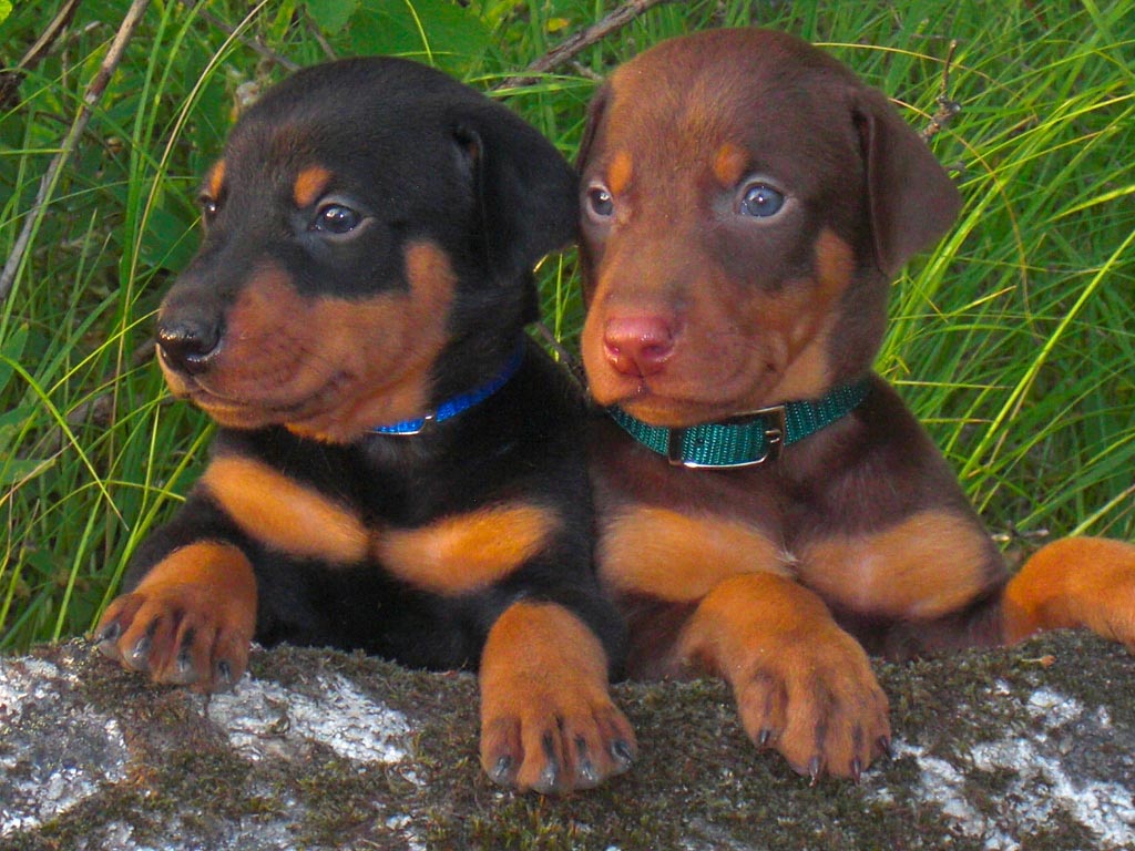 12 Reasons Why You Should Never Own Doberman Pinschers