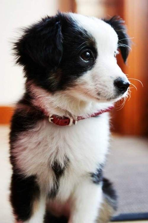 border collie collies puppy never should born understand listen owner would things