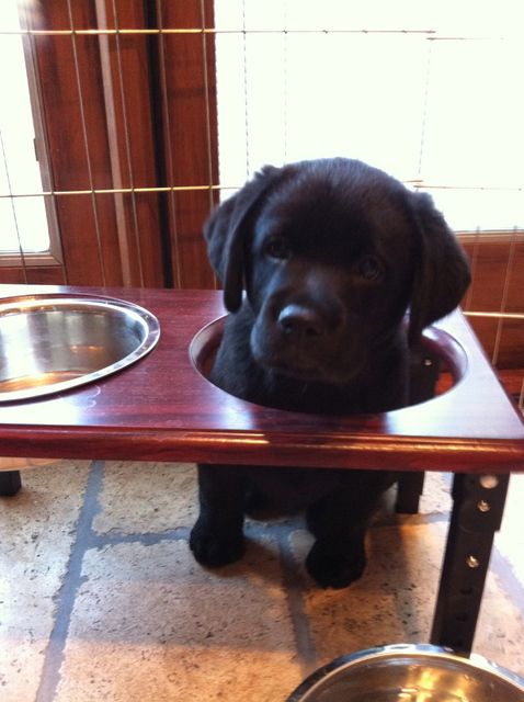 cute puppy funny stuck