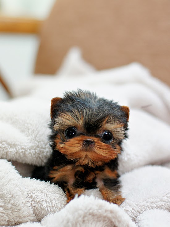 cute puppy yorkie
