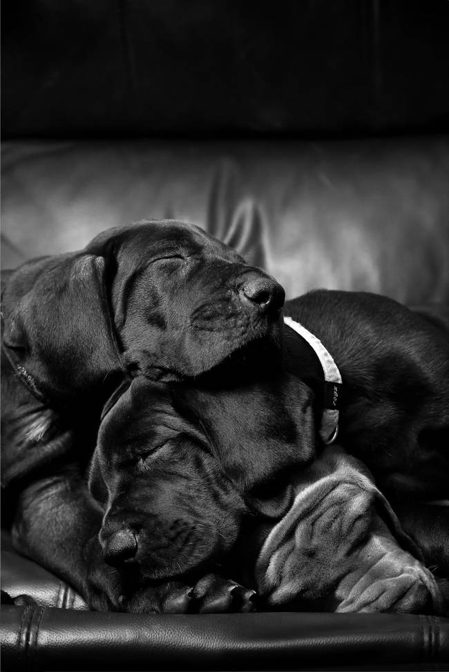 cute sleeping dogs