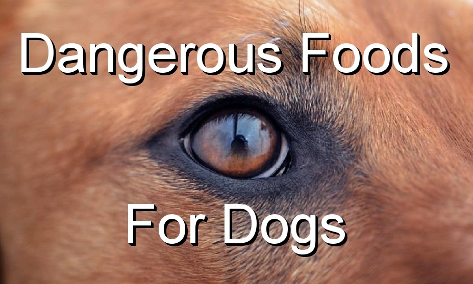 Top 6 Easy Ways to Improve the Health of Your Dog 29