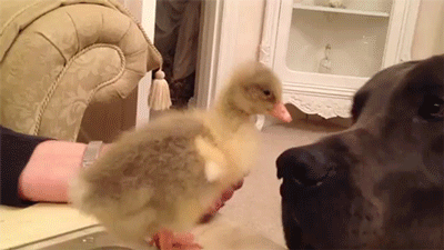 dog funny