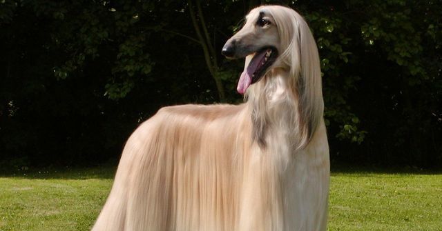 Can You Name ALL The Dog Breeds? 91 Can You Name ALL The Dog Breeds? 7