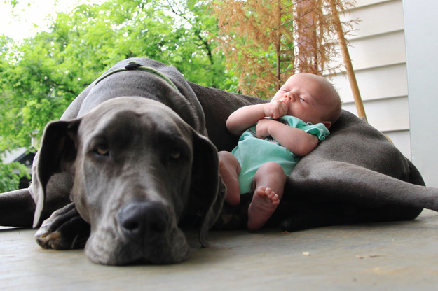 dog kid sleep awesome