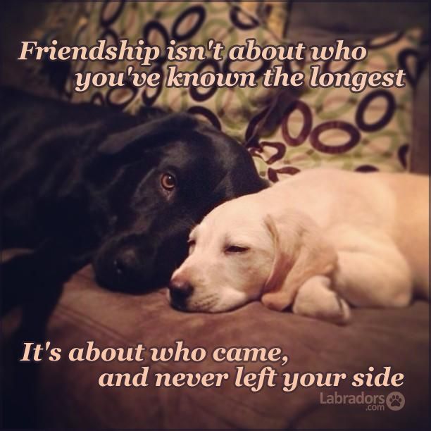 friendship labradors dogs pics