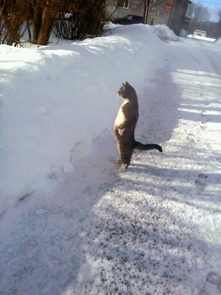 funny cat winter