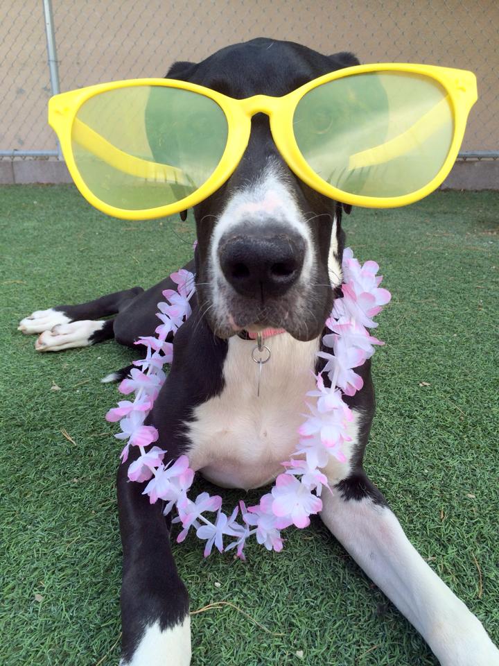 funny dog glasses cute