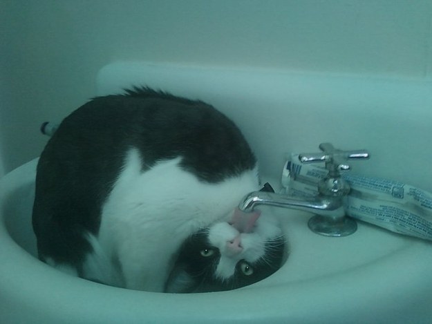 The 21 Most Important Cat Pictures Of All Time 21 funny drinking cat