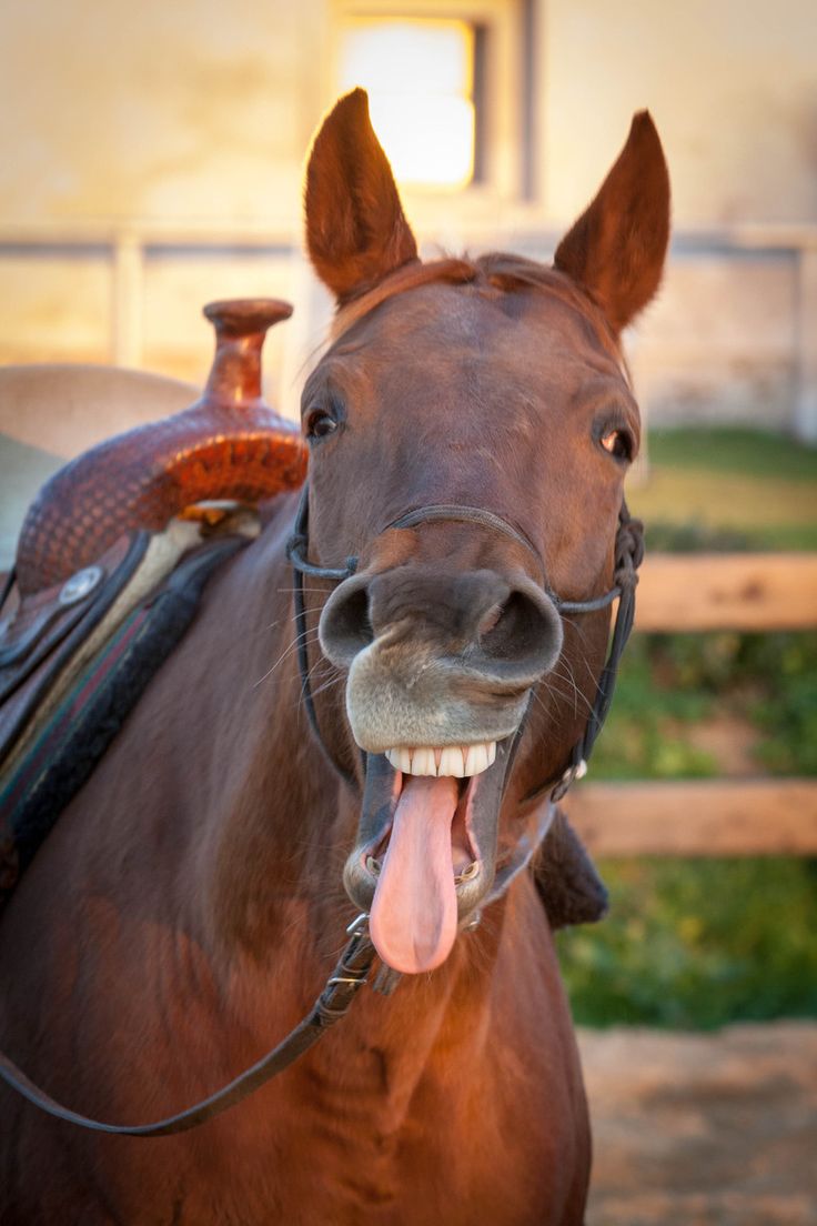 21 Funny Things You Didn’t Know About Horses