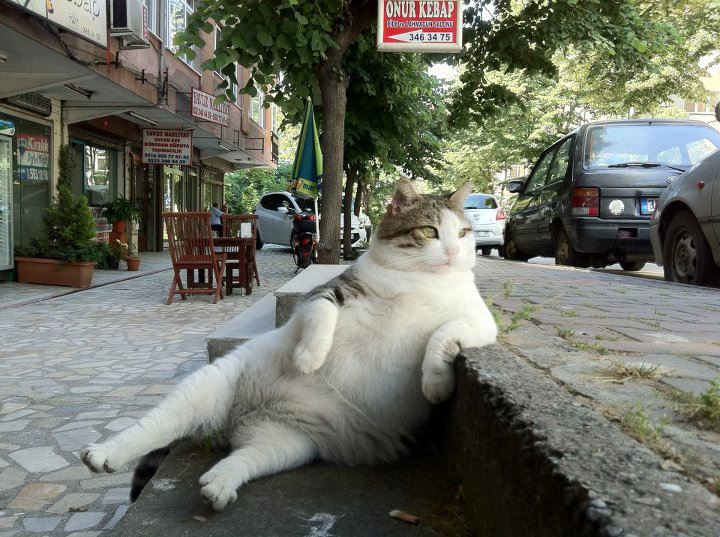 funny istanbul neighborhood cat