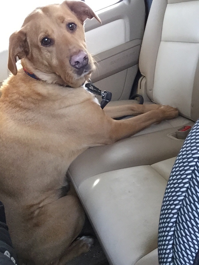 funny labrador in car