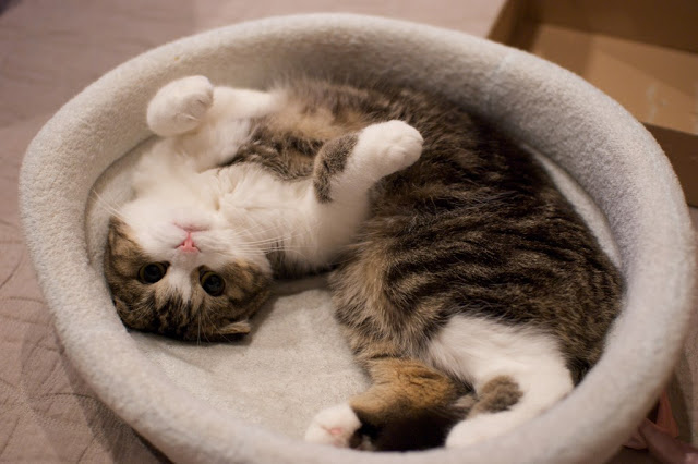 funny scottish fold