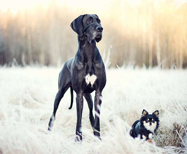 great dane dog friends