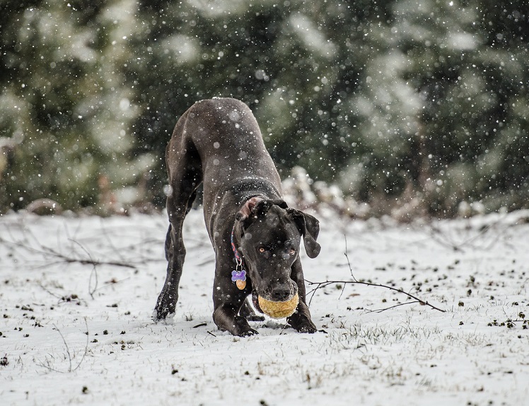 great dane dog playing