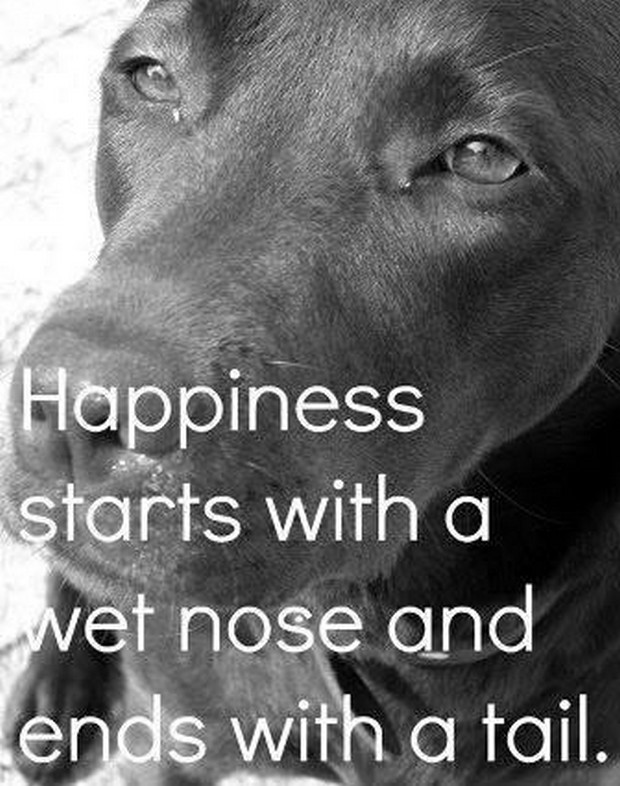 happiness labrador quotes