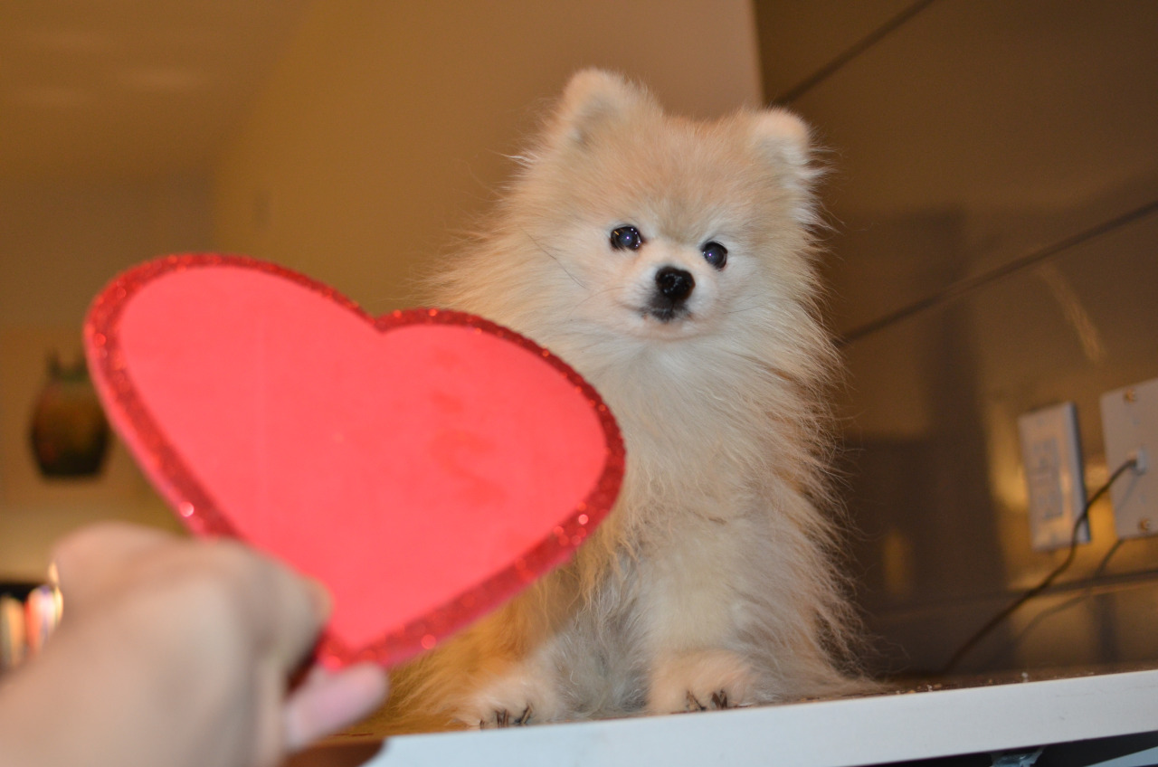 heart dog pomeranians
