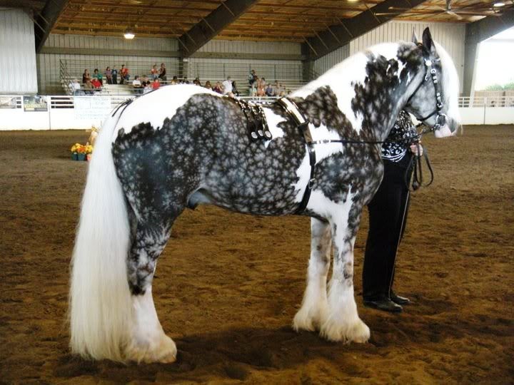 horse unique color