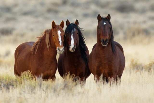Watch As Horses Meet Each Others After 4-Year Separation 55 Watch As Horses Meet Each Others After 4-Year Separation 5