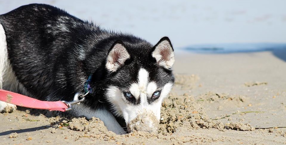 15 Things Only A Husky Owner Would Understand 214 15 Things Only A Husky Owner Would Understand 10