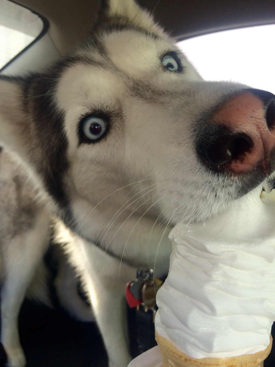 15 Things Only A Husky Owner Would Understand 8 husky ice cream