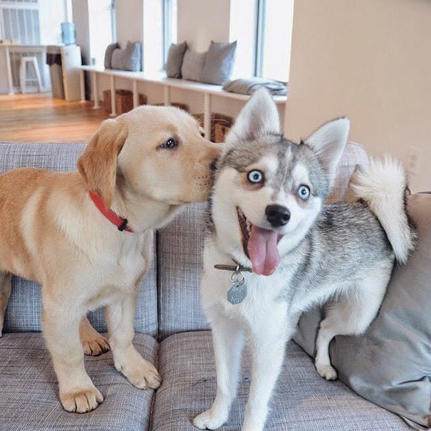 15 Things Only A Husky Owner Would Understand 5 husky lab funny