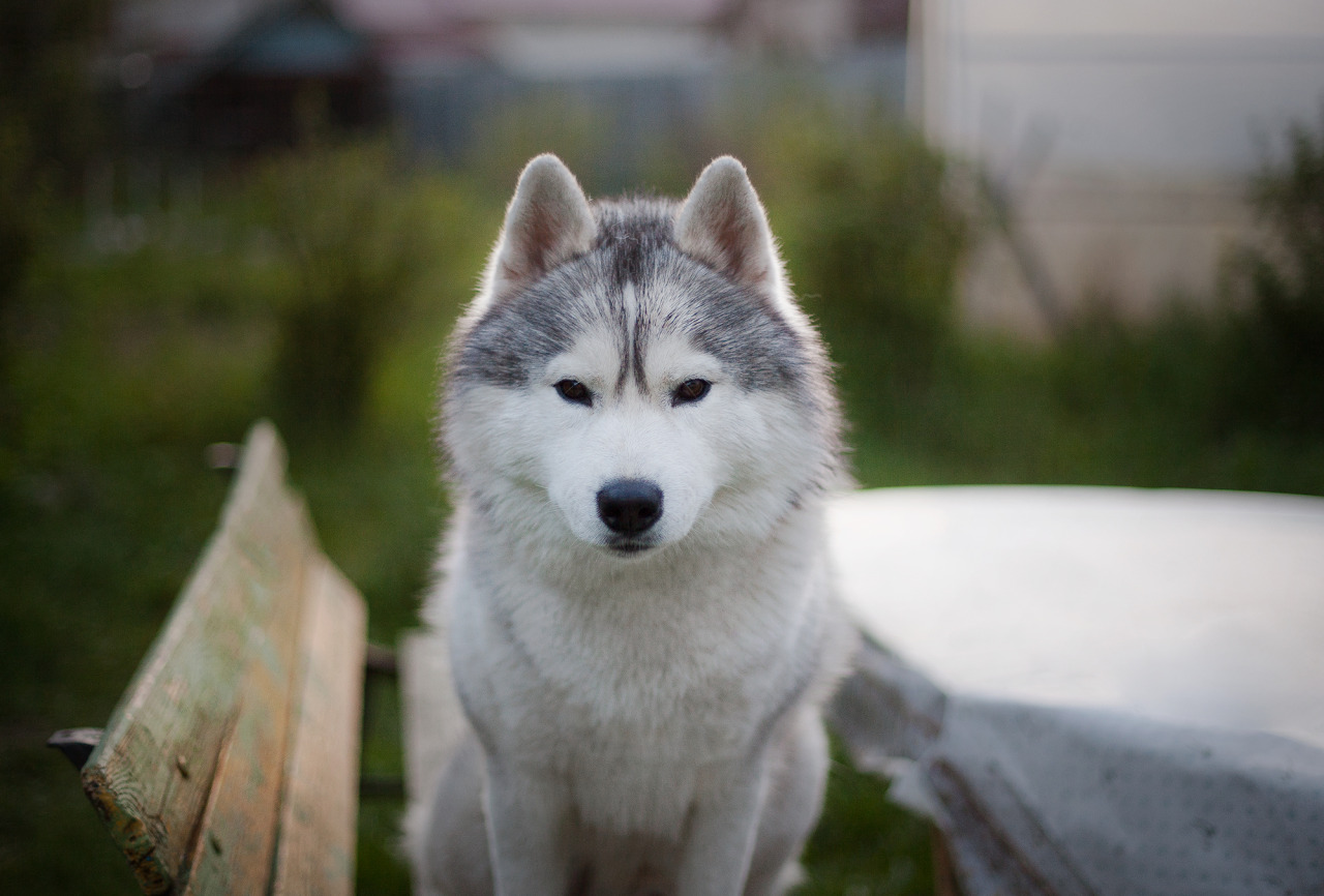 15 Things Only A Husky Owner Would Understand 6 husky listen to you