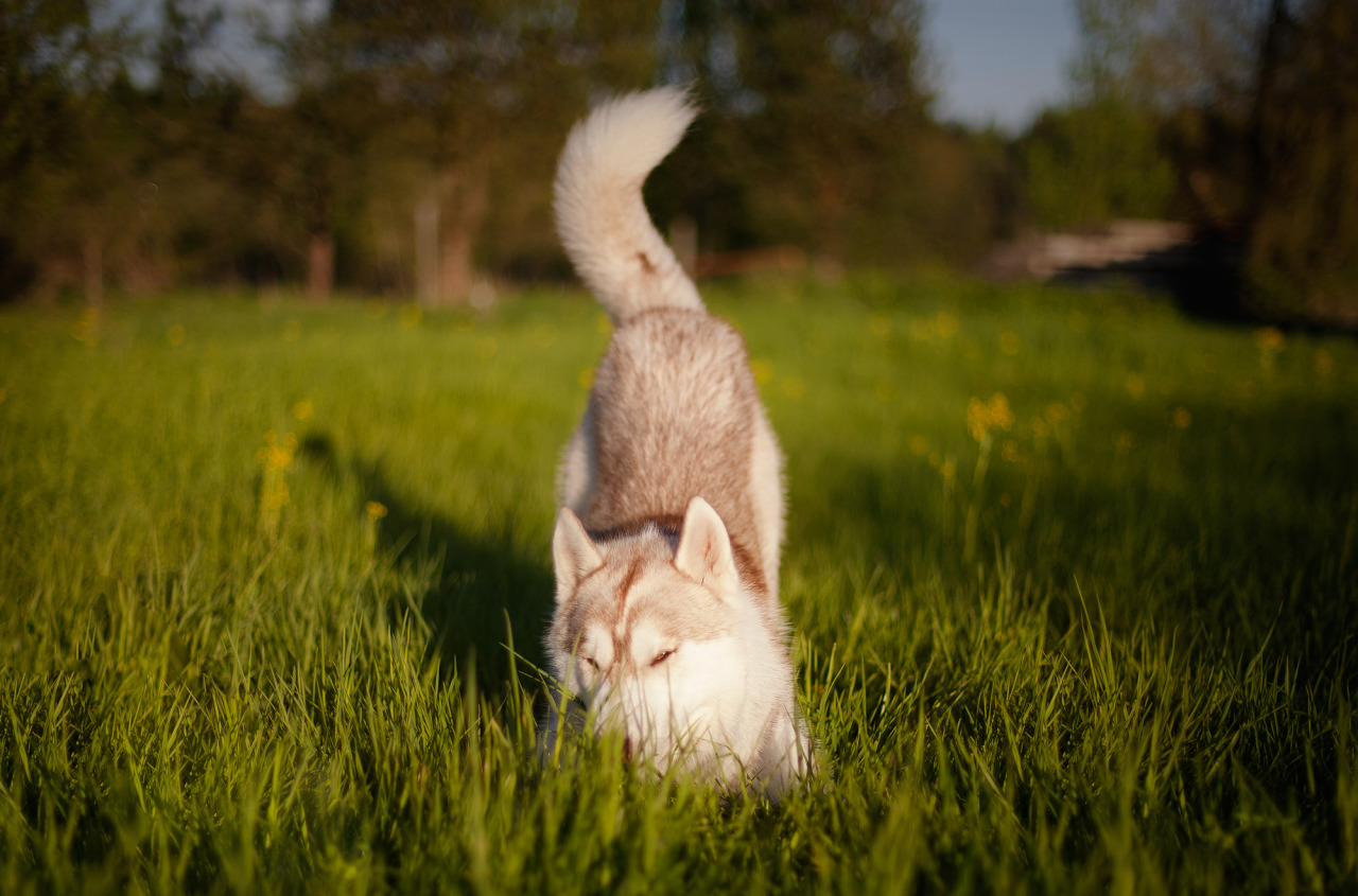 15 Things Only A Husky Owner Would Understand 9 husky pics summer