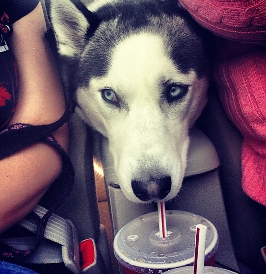 husky thirsty