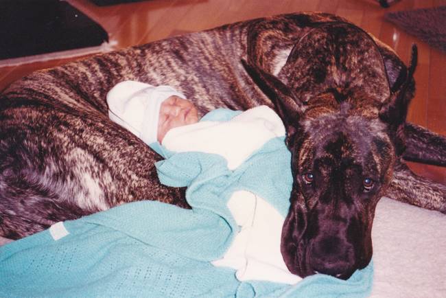 kid dog great dane