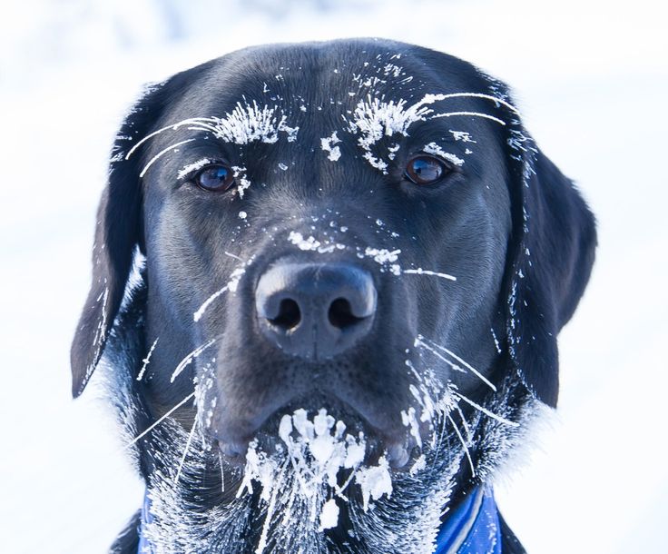 labrador cold ice