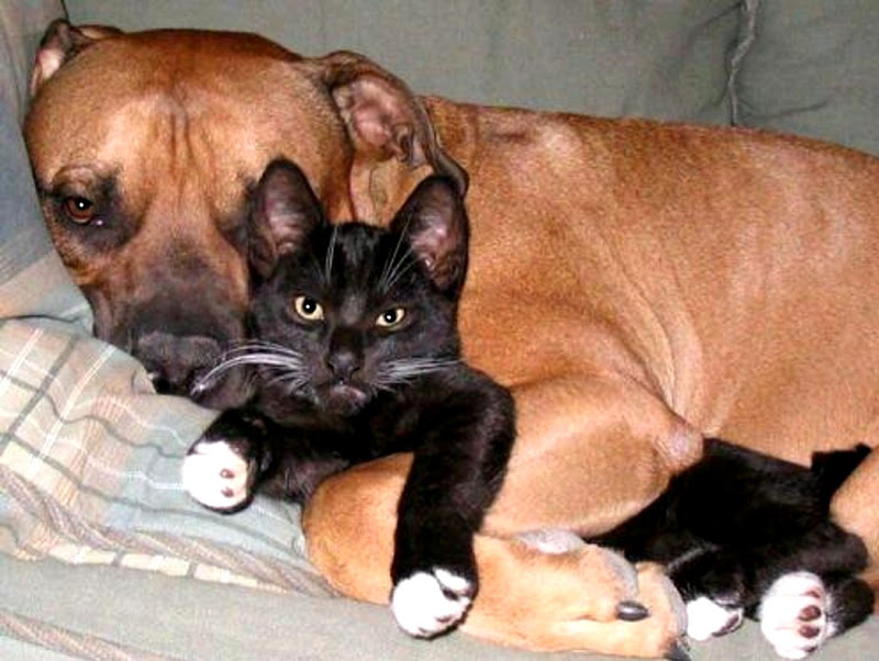 15 Things Only A Mastiff Owner Will Understand 12 mastiff with cat rest funny