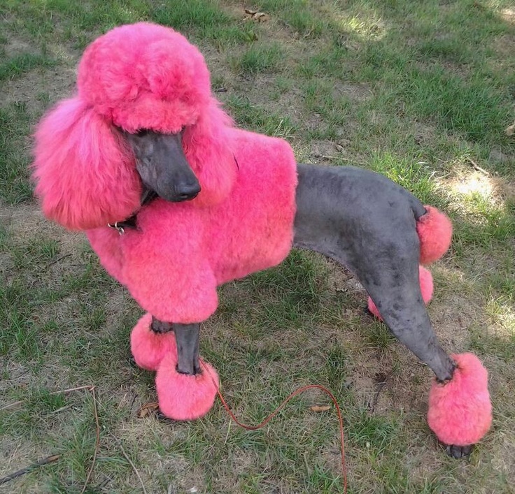15 Poodles With Better Hairstyles Than You