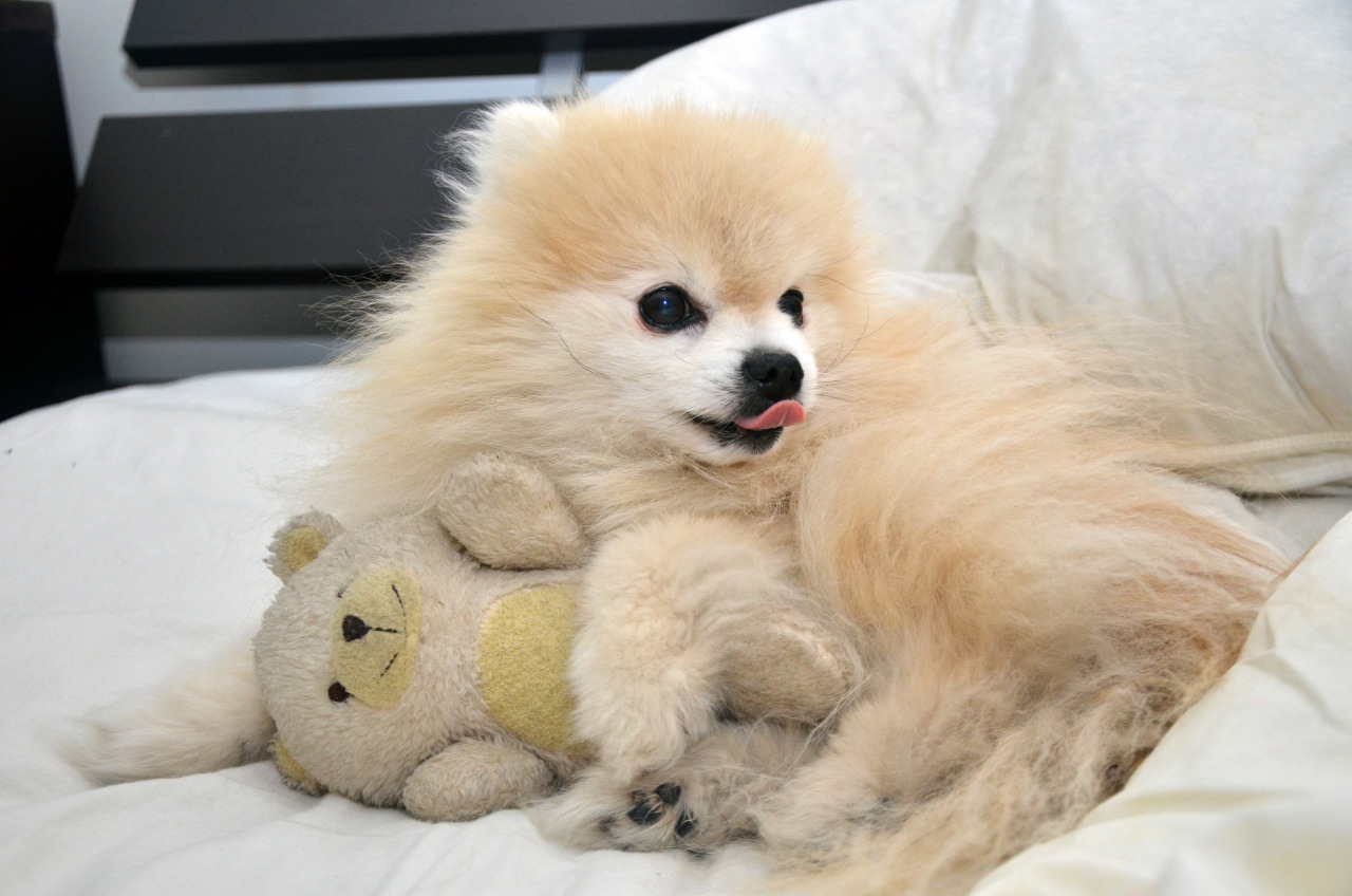 playful dog funny bear