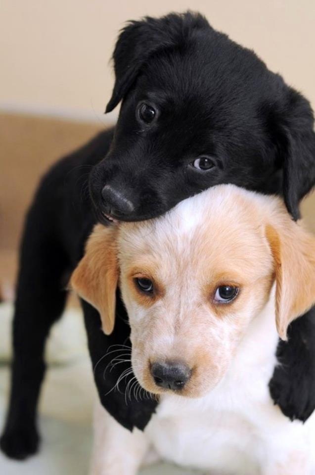 playful lab puppies