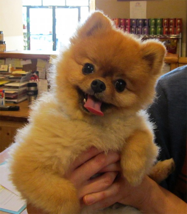 pretty dog pomeranian