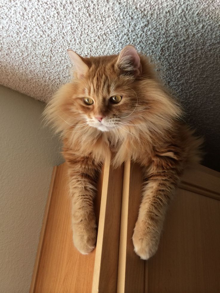 10 Reasons Why You Should Never Own Maine Coon Cats