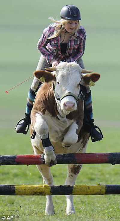 riding cow woman
