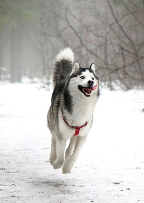 running husky dog