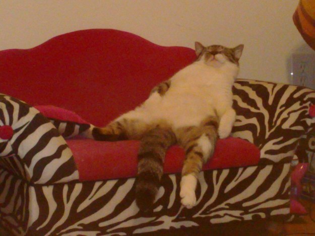 sleeping cat funny