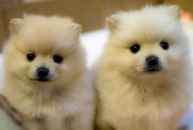 smart dogs pomeranians