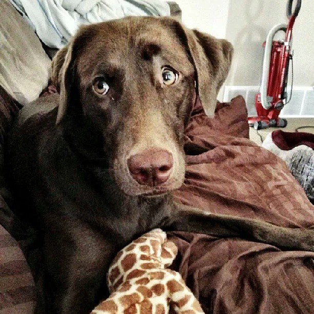 smart eyes cute labrador