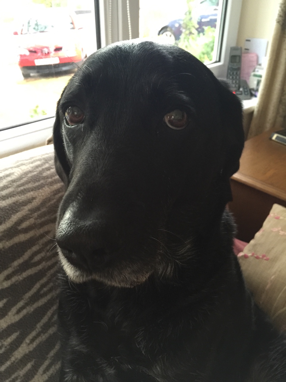 smart eyes pics black lab