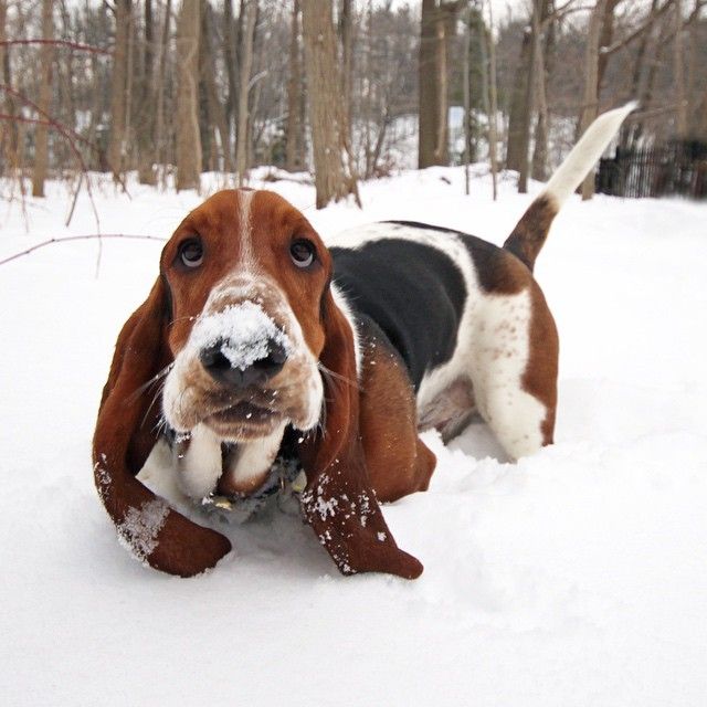 12 Things Only A Basset Hound Owner Would Understand 9 winter basset hound